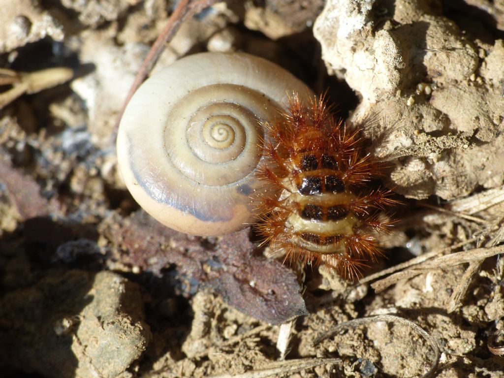 Larva di Drylus flavescens a tavola